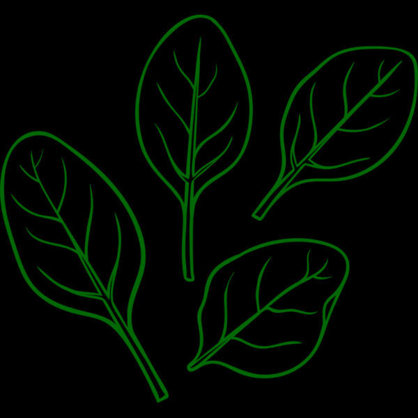 Spinach Thumbnail