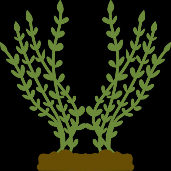 Plants 4 Thumbnail